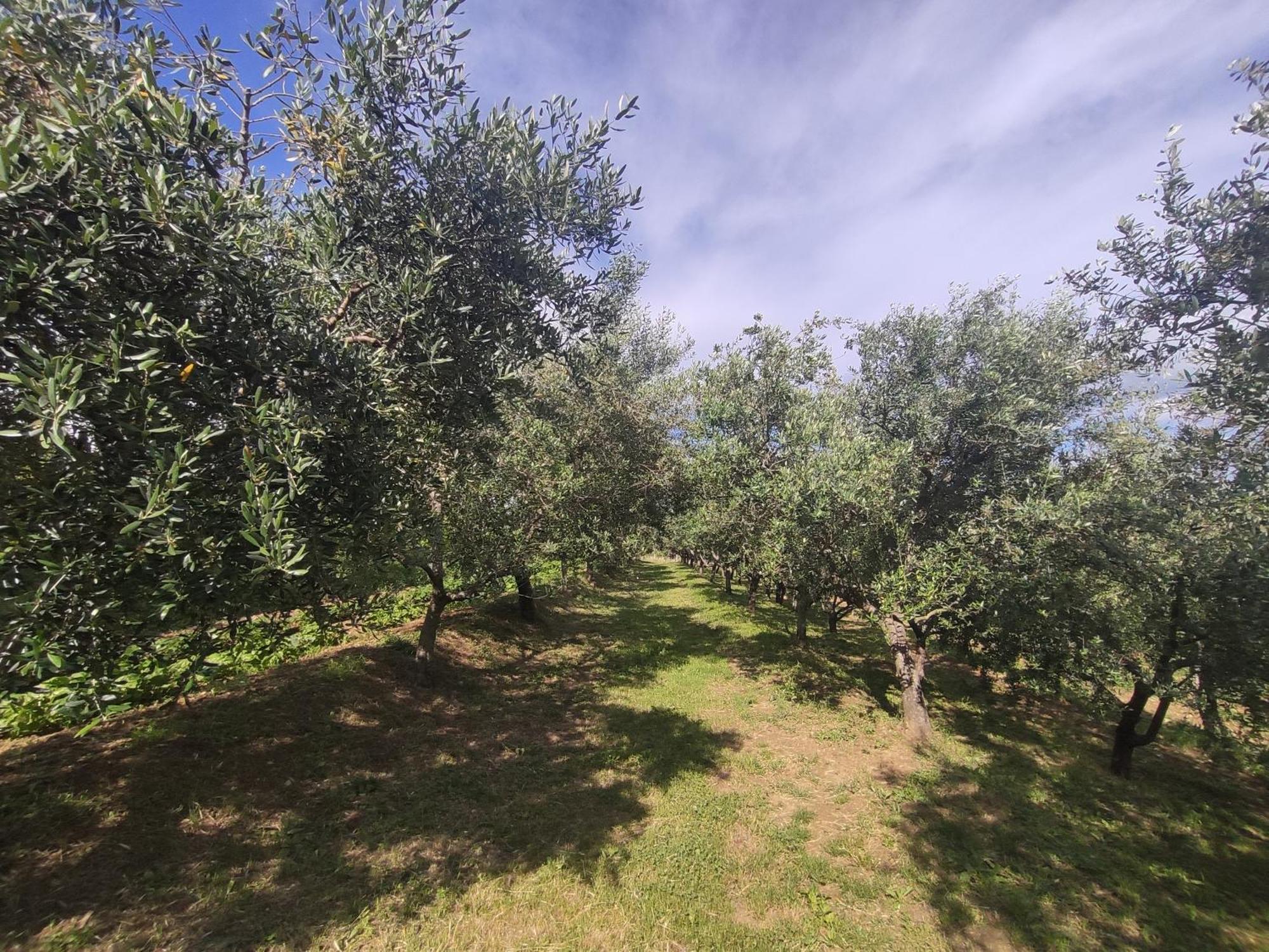 Apartman Villa Romana Grožnjan Exteriér fotografie
